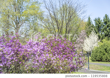 Siberian purple azalea, Ishiyama Green Space, Sapporo city Siberian purple azalea, Ishiyama Green Space, Sapporo city 119535808