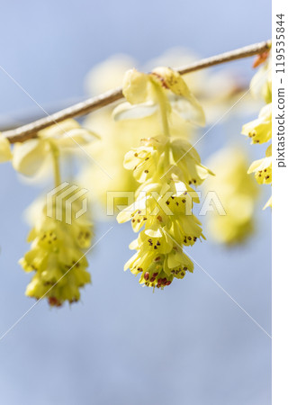 Tosamizuki, Usu Zenkoji Nature Park, Date City, Hokkaido 119535844