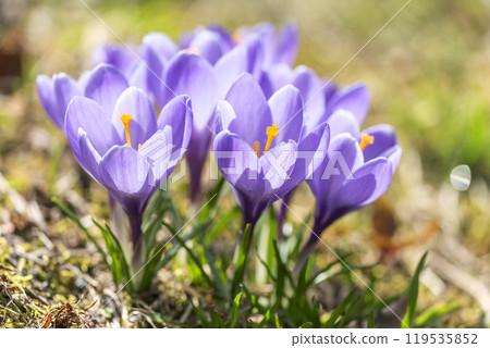 番紅花瀧野鈴蘭丘陵公園札幌 119535852