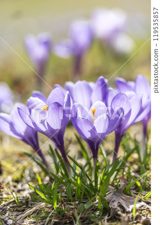 番紅花瀧野鈴蘭丘陵公園札幌 119535857