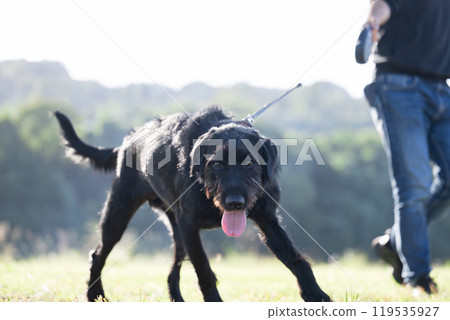 Dog walking in the park, looking at camera 119535927