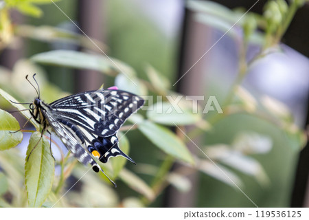 A beautiful swallowtail butterfly resting on the leaves of a rose growing on the balcony 119536125