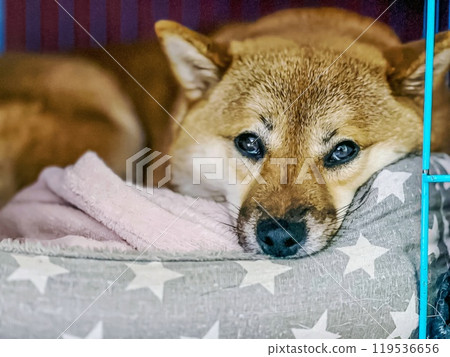 Cute red Shiba inu dog is sleeping on the bed in the bedroom 119536656