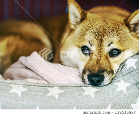 Cute red Shiba inu dog is sleeping on the bed in the bedroom Cute red Shiba inu dog is sleeping on the bed in the bedroom 119536657