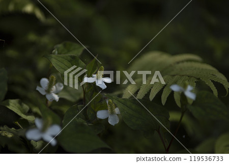 Dharmony's white flowers Dharmony's white flowers 119536733
