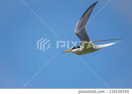 A little tern flies briskly against the blue sky 119536749