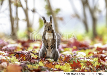 伊佐瑞斯依nest在落葉中 119537066