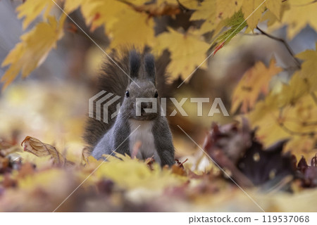 伊佐瑞斯依nest在落葉中 119537068