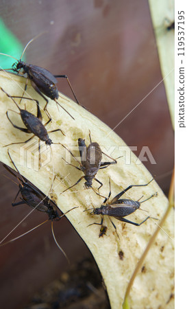 Image of raising bell crickets | Bell crickets eating eggplant Image of raising bell crickets | Bell crickets eating eggplant 119537195