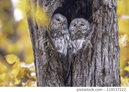 A couple of Ezo owls snuggling up 119537222