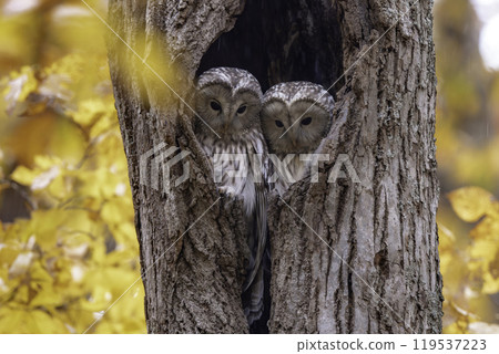 A couple of Ezo owls snuggling up 119537223