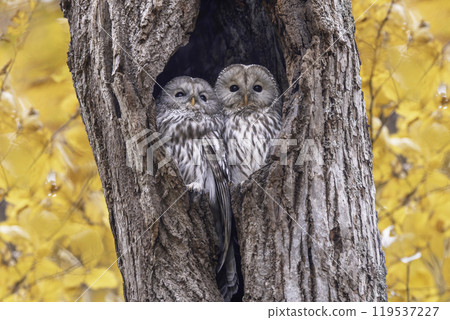 A couple of Ezo owls snuggling up A couple of Ezo owls snuggling up 119537227