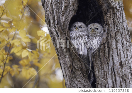A couple of Ezo owls snuggling up 119537258