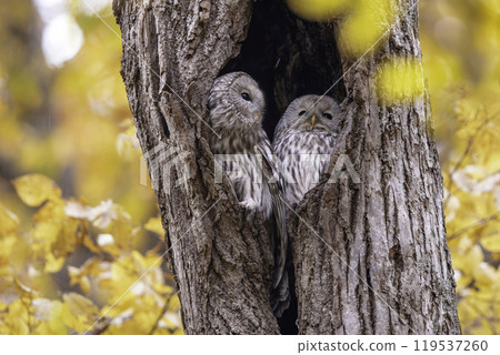 A couple of Ezo owls snuggling up 119537260