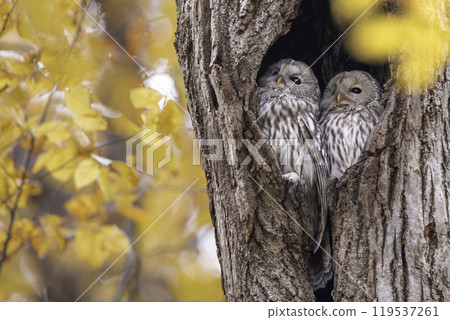 A couple of Ezo owls snuggling up A couple of Ezo owls snuggling up 119537261