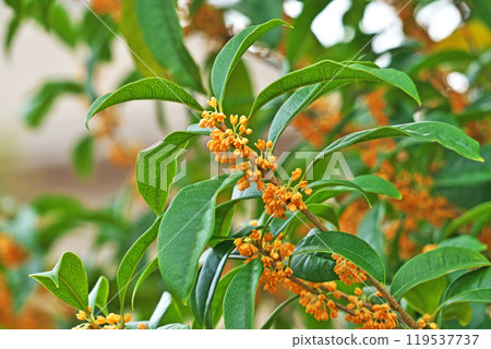 橙桂花(秋、十月) 橙桂花(秋、十月) 119537737