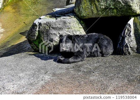 Bear rancher black bear Bear rancher black bear 119538004