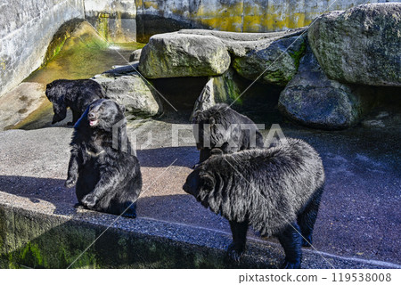 Black bear on a bear ranch begging for food 119538008