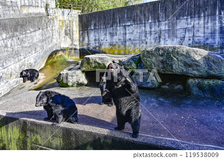 黑熊乞求食物的牧場上 119538009