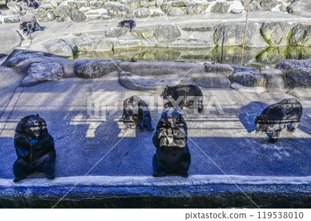 Black bear on a bear ranch begging for food 119538010