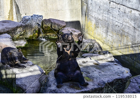 Black bear on a bear ranch begging for food 119538015