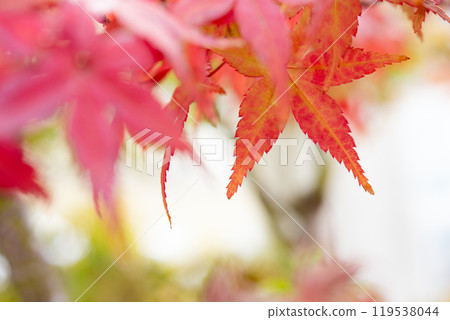 Momiji that turned red Momiji that turned red 119538044