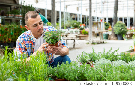 In flower shop, man customer chooses thymus plant to decorate room, balcony, terrace 119538828
