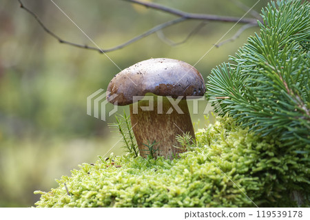 Boletus pinophilus mushroom growing in moss 119539178