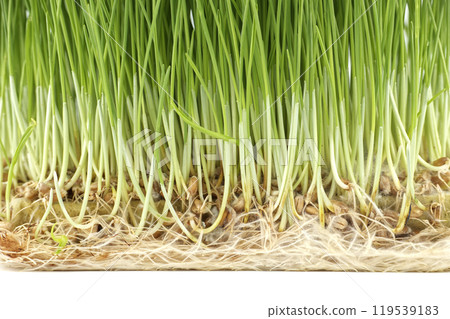 Fresh green wheatgrass with visible roots in close up Fresh green wheatgrass with visible roots in close up 119539183