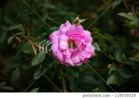 old blush rose with leaves. Growing in Russian Far East 119539329