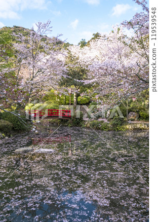 宇吹公園（倉吉市）的櫻花景色 119539548