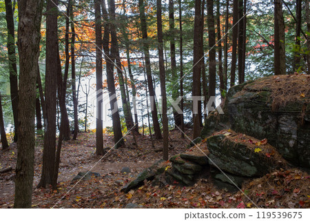 Northern forest landscape with rocks in wild deep forest.  119539675