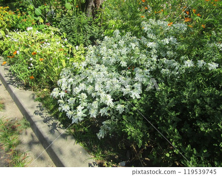First snow grass with beautiful green color bordered with white First snow grass with beautiful green color bordered with white 119539745
