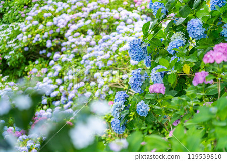 Hydrangeas blooming in Shimoda Park (Shizuoka Prefecture) Hydrangeas blooming in Shimoda Park (Shizuoka Prefecture) 119539810