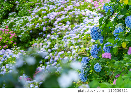 Hydrangeas blooming in Shimoda Park (Shizuoka Prefecture) Hydrangeas blooming in Shimoda Park (Shizuoka Prefecture) 119539811