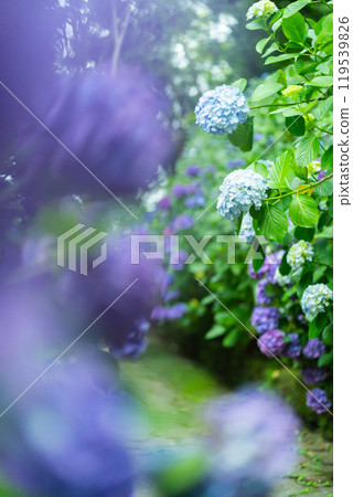 Hydrangeas blooming in Shimoda Park (Shizuoka Prefecture) Hydrangeas blooming in Shimoda Park (Shizuoka Prefecture) 119539826