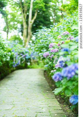 Hydrangeas blooming in Shimoda Park (Shizuoka Prefecture) Hydrangeas blooming in Shimoda Park (Shizuoka Prefecture) 119539827