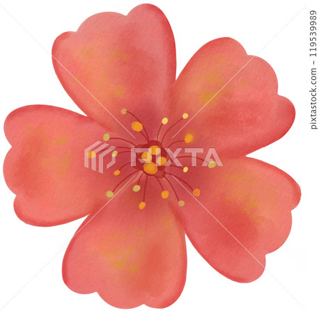 Cherry Blossom 119539989