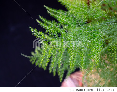 Flora of Gran Canaria - Asparagus setaceus 119540244