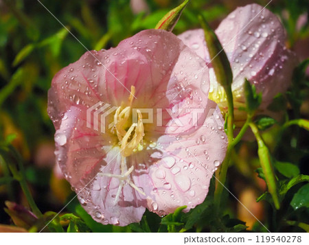 Oenothera speciosa Blooming in the rain Oenothera speciosa Blooming in the rain 119540278