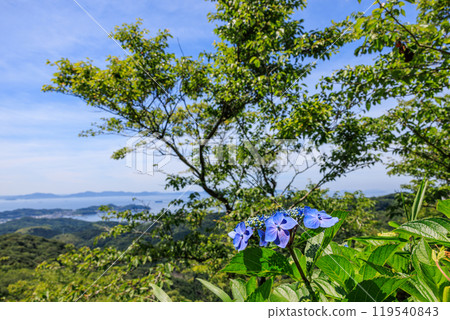 Hydrangeas blooming on Mt. Sankane, Nishio City, Aichi Prefecture 119540843