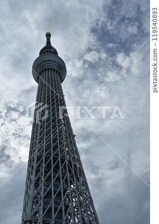 清澈的藍天和天空樹仰望 清澈的藍天和天空樹仰望 119540893