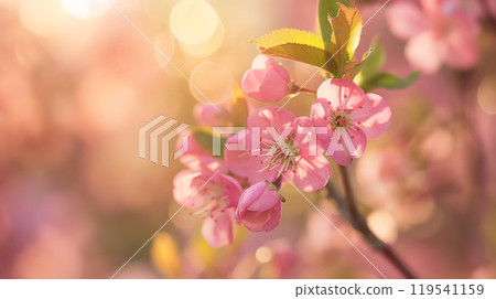 Delicate pink blossoms in soft light. 119541159