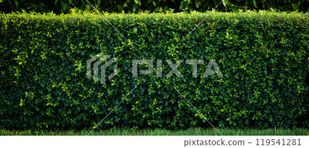 Lush green hedge in a garden setting. 119541281
