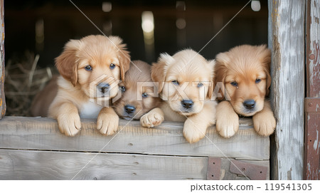 Four golden retriever puppies in a barn. 119541305