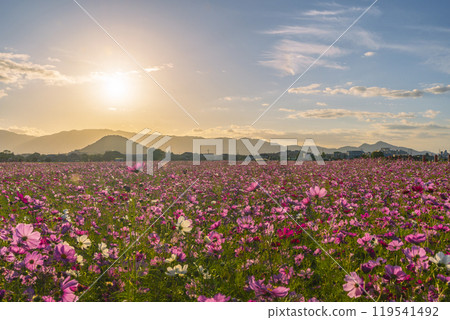 夕陽照亮的藤原宮遺址的波斯菊 119541492