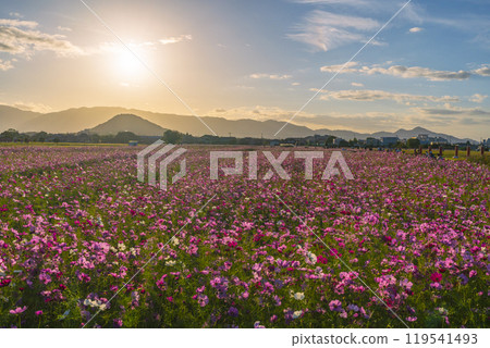 Cosmos flowers at Fujiwara Palace Ruins illuminated by the setting sun 119541493