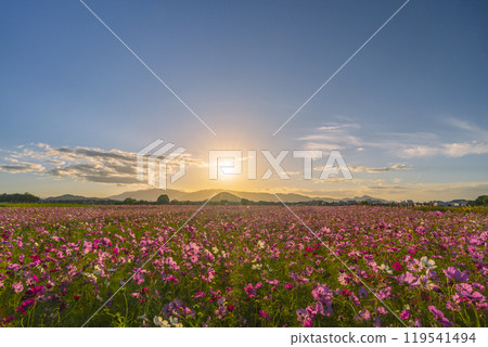 Cosmos flowers at Fujiwara Palace Ruins illuminated by the setting sun 119541494