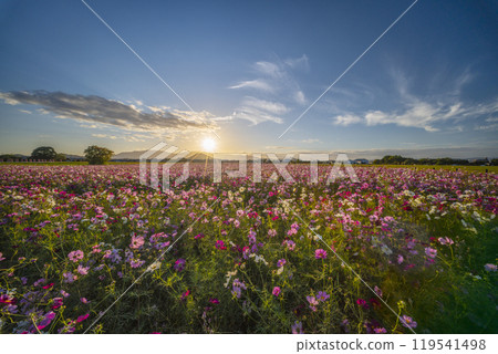 夕陽照亮的藤原宮遺址的波斯菊 119541498