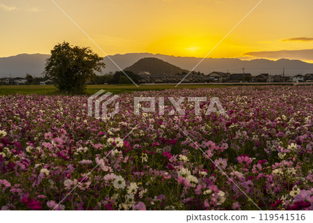 Cosmos flowers at Fujiwara Palace Ruins illuminated by the setting sun Cosmos flowers at Fujiwara Palace Ruins illuminated by the setting sun 119541516